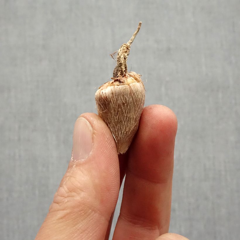 Example of Freesia Double Jaune - Muguet du Cap Bol Kaliber/Größe 5+ as you get in printemps