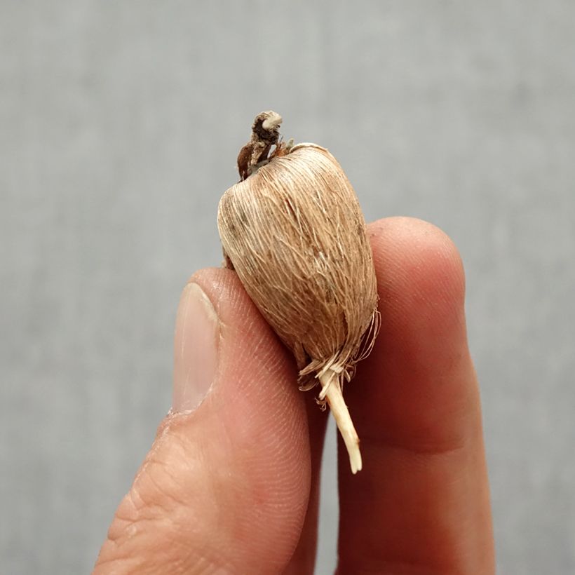 Example of Freesia double orange - Muguet du Cap Bol Kaliber/Größe 6+ as you get in printemps