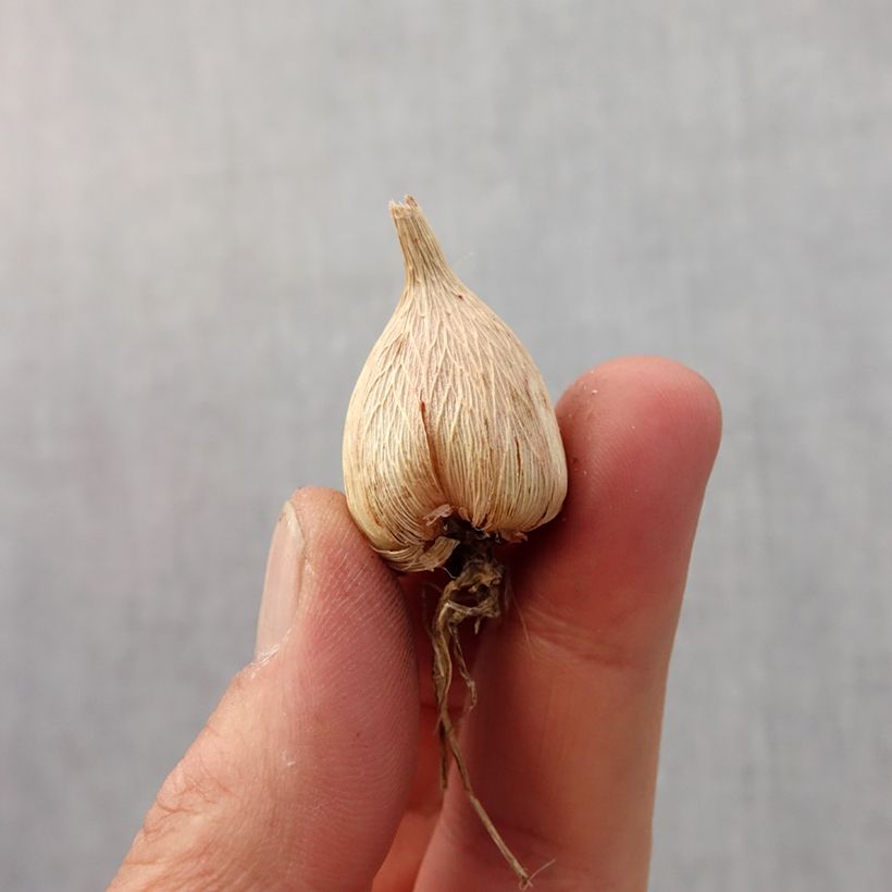 Example of Freesia simple Blanc - Muguet du Cap Bol size 5+ as you get in printemps