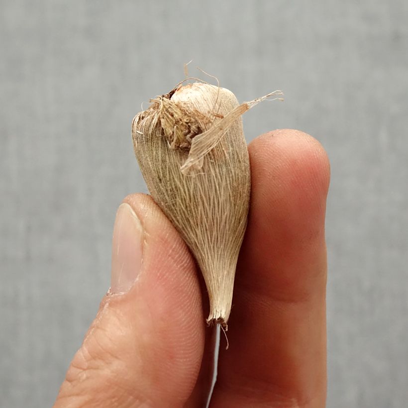 Example of Freesia Simple Bleu - Muguet du Cap Bol size 5+ as you get in printemps