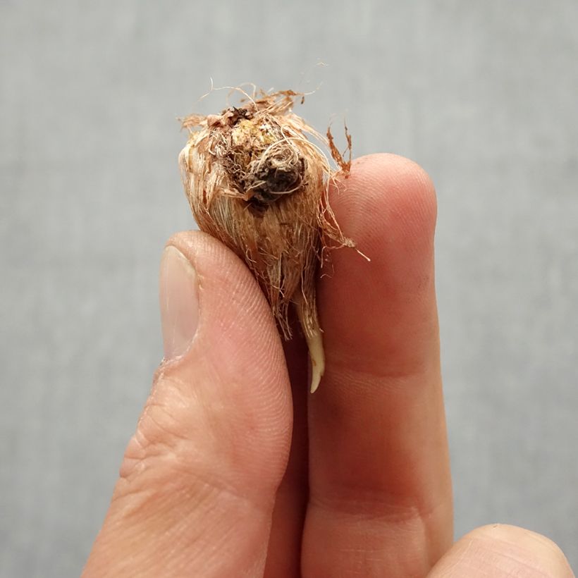 Exemplaar van Freesia Geel Bol kaliber 6+ zoals geleverd in de lente