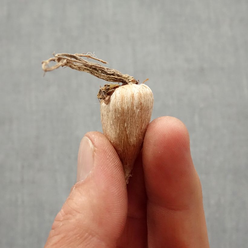 Example of Freesia simple Orange - Muguet du Cap Bol size 5+ as you get in printemps