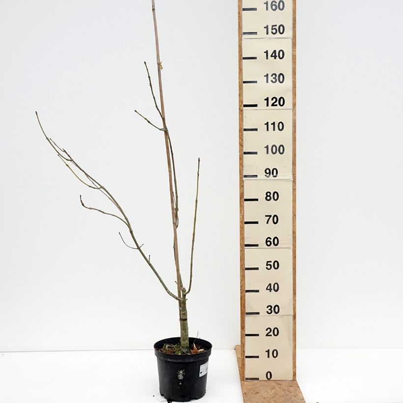 Exemplaar van Fraxinus excelsior Argenteovariegata - Gewone es Pot van 7,5 l/10 l zoals geleverd in de herfst