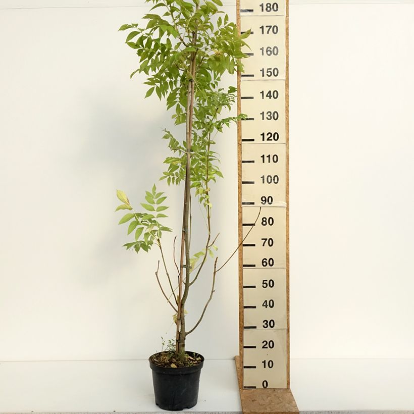 Exemplaar van Fraxinus excelsior Argenteovariegata - Gewone es Pot van 7,5 l/10 l zoals geleverd in de zomer