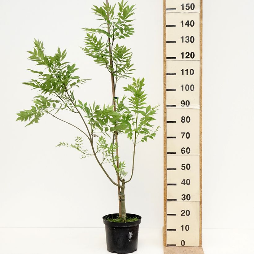 Example of Frêne commun panaché - Fraxinus excelsior Argenteovariegata Pot van 7,5 l/10 l as you get in printemps