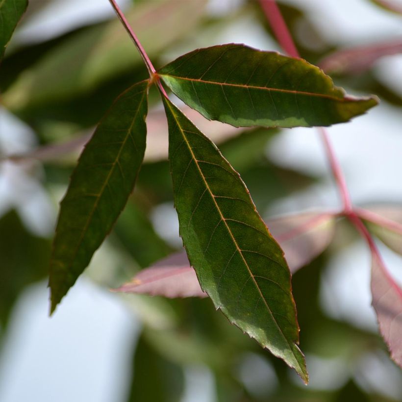 Fraxinus angustifolia Raywood - Smalbladige es (Foliage)