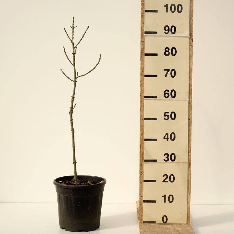 Example of Frêne nain - Fraxinus excelsior Abiona Pot van 7,5 l/10 l as you get in hiver