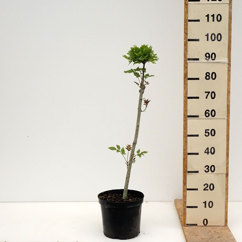 Exemplaar van Fraxinus excelsior Abiona - Gewone es Pot van 7,5 l/10 l, Stengel zoals geleverd in de lente