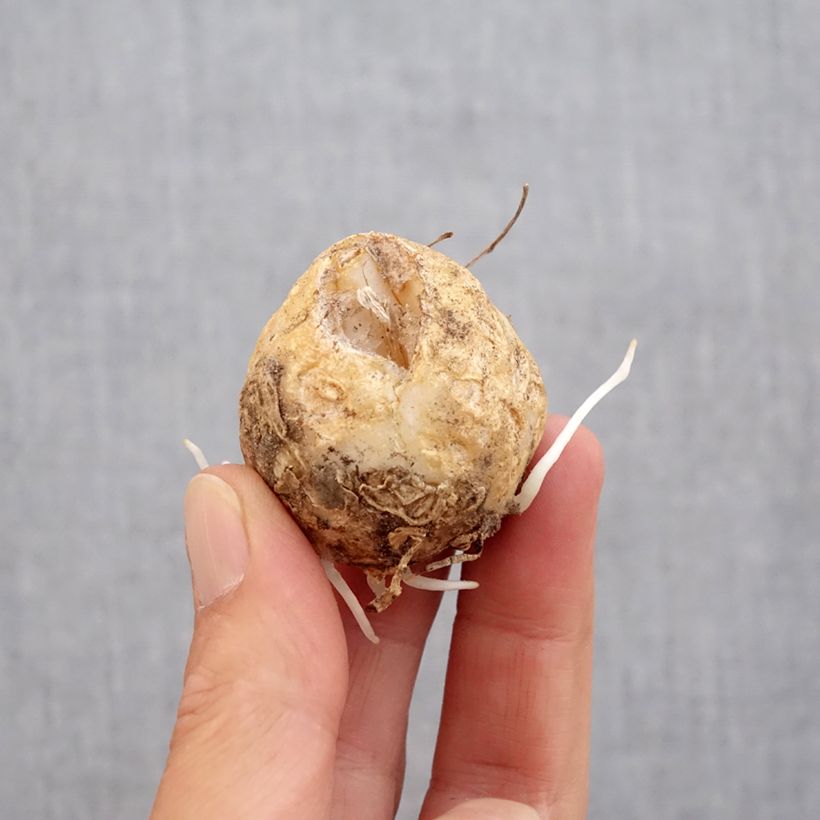 Exemplaar van Fritillaria imperialis Bach - Keizerskroon Bol kaliber 14+ zoals geleverd in de herfst