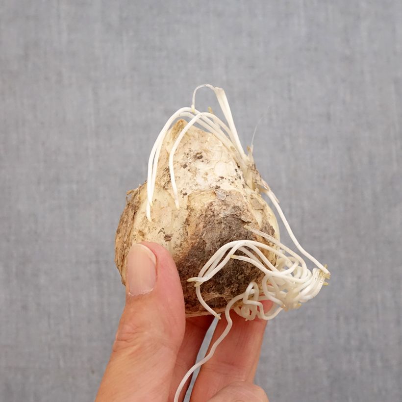 Exemplaar van Fritillaria imperialis Lutea - Keizerskroon Bol kaliber 20+ zoals geleverd in de herfst