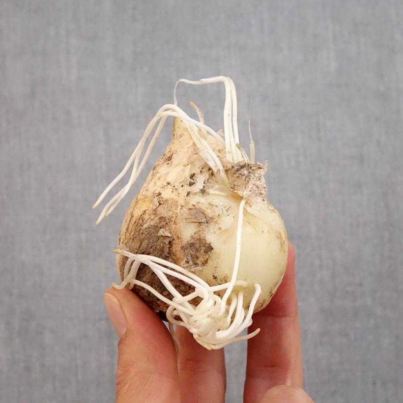 Exemplaar van Fritillaria imperialis Prolifera - Keizerskroon Bol kaliber 20+ zoals geleverd in de herfst