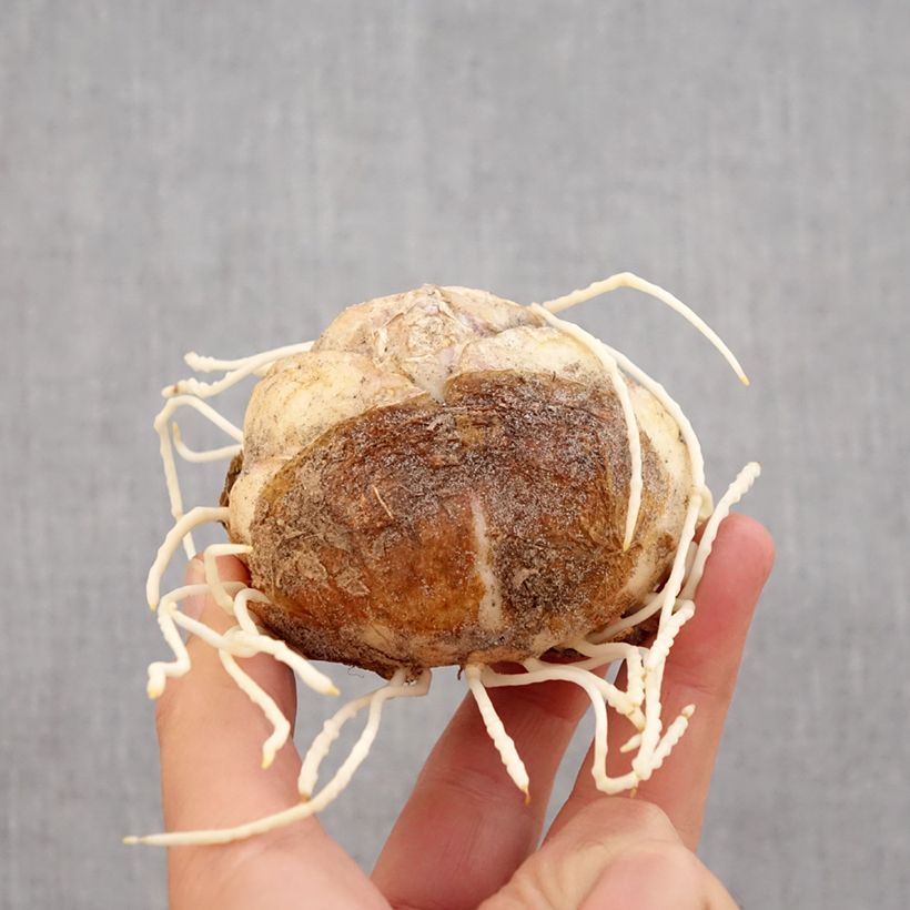 Exemplaar van Fritillaria imperialis Rubra - Keizerskroon Bol kaliber 24+ zoals geleverd in de herfst