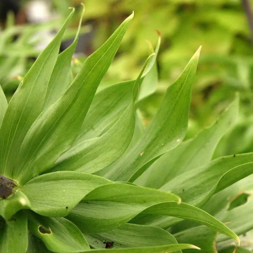 Fritillaria imperialis Rubra - Keizerskroon (Blad)