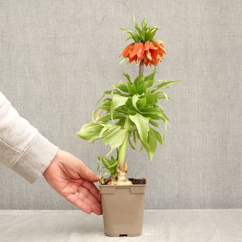Exemplaar van Fritillaria imperialis Rubra - Keizerskroon Pot van 12 cm / 13 cm kaliber 24+ zoals geleverd in de lente