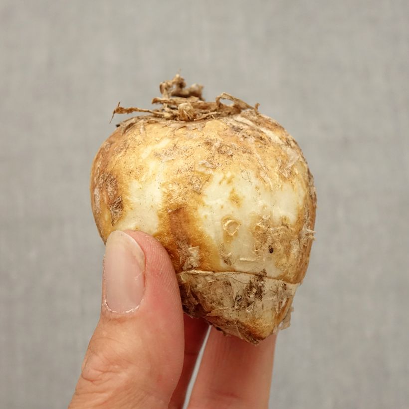 Exemplaar van Fritillaria imperialis Striped Beauty - Keizerskroon Bol kaliber 20/24 zoals geleverd in de herfst