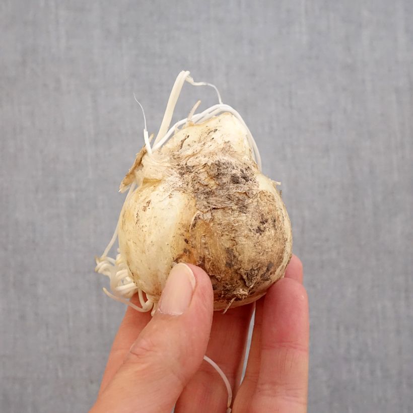 Exemplaar van Fritillaria imperialis Sunset - Keizerskroon Bol kaliber 20+ zoals geleverd in de herfst