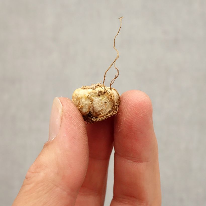 Exemplaar van Fritillaria michailovskyi - Michailovsky-fritillaria Bol kaliber 5+ zoals geleverd in de herfst