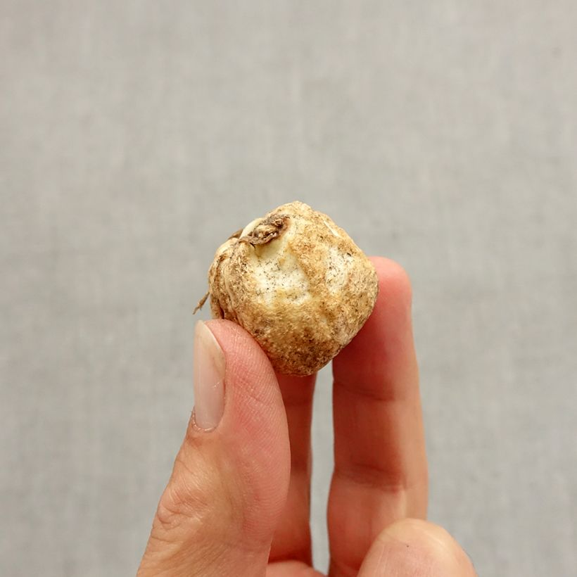 Exemplaar van Fritillaria pallidiflora - Gele kievitsbloem Bol kaliber I zoals geleverd in de herfst