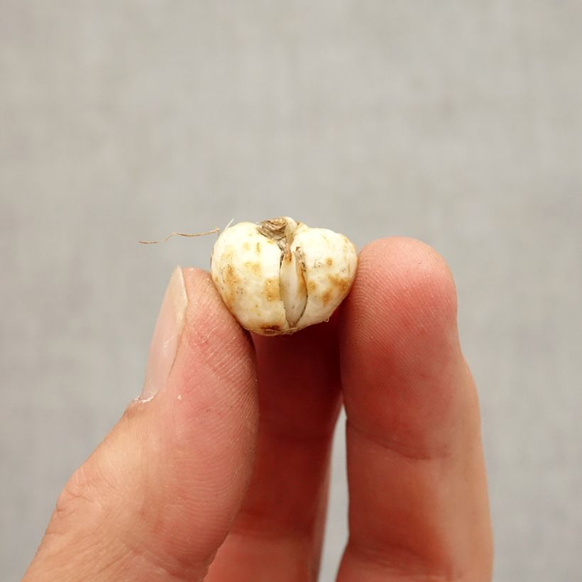 Exemplaar van Fritillaria meleagris Alba - Kievitsbloem Bol kaliber 5+ zoals geleverd in de herfst