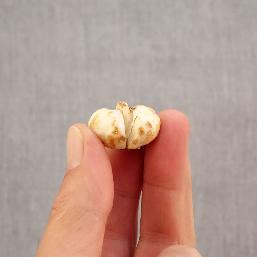 Exemplaar van Fritillaria meleagris - Kievitsbloem Bol kaliber 6+ zoals geleverd in de herfst