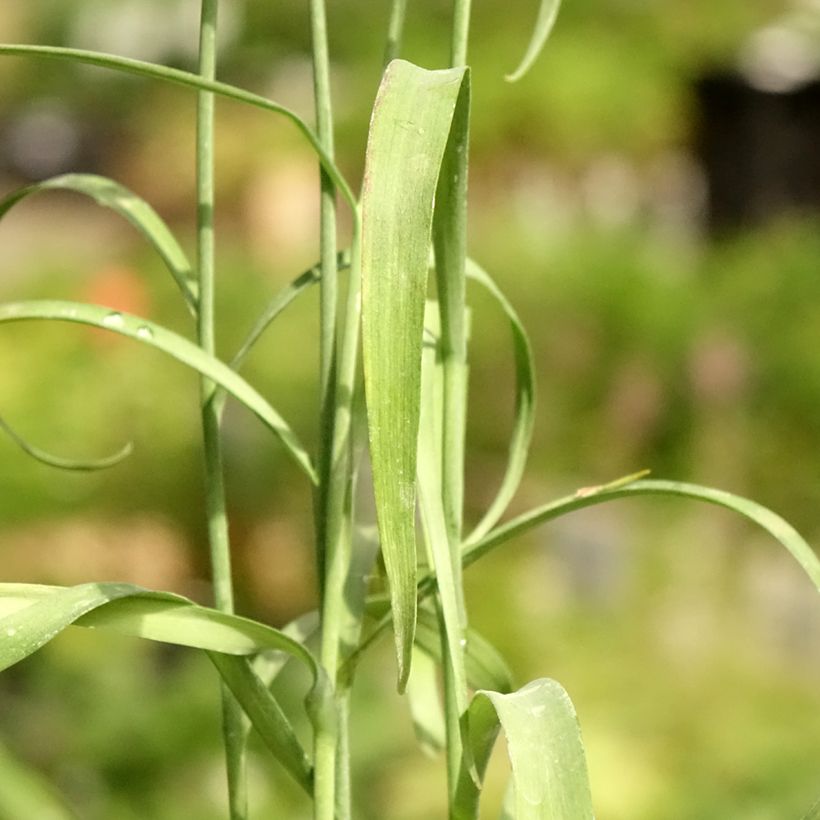 Fritillaria meleagris - Kievitsbloem (Blad)