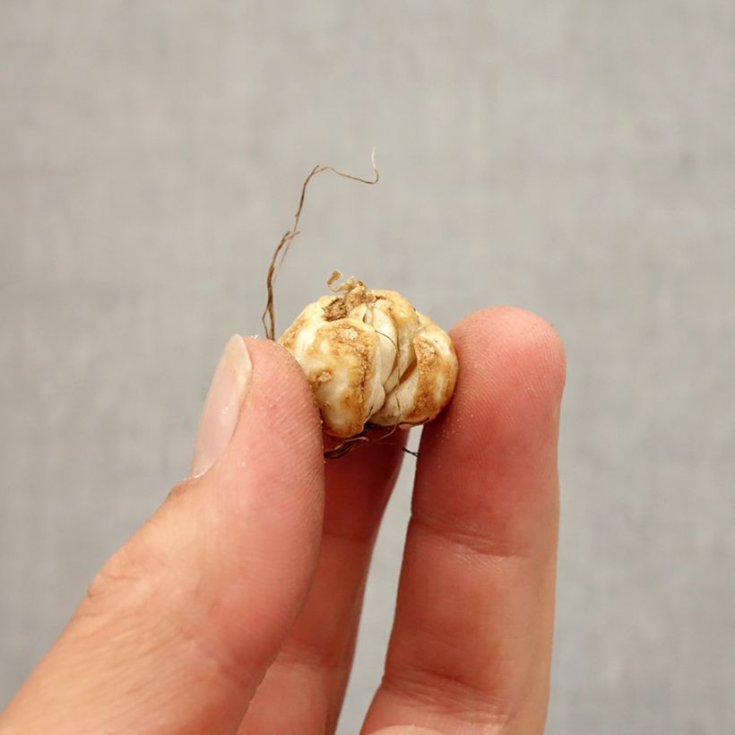 Exemplaar van Fritillaria thunbergii - Kievitsbloem Bol kaliber 5+ zoals geleverd in de herfst