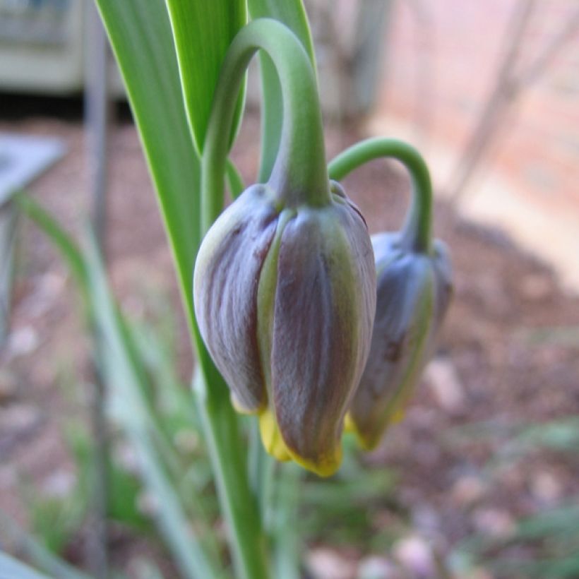 Fritillaria uva-vulpis - Kievitsbloem (Bloei)