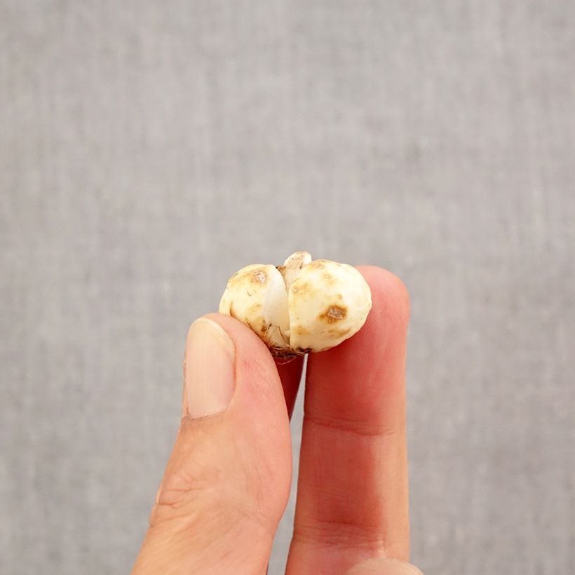 Exemplaar van Fritillaria bucharica - Kievitsbloem Bol kaliber 6+ zoals geleverd in de herfst