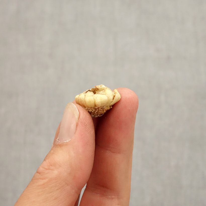 Exemplaar van Fritillaria crassifolia crassifolia - Kievitsbloem Bol kaliber 6+ zoals geleverd in de herfst