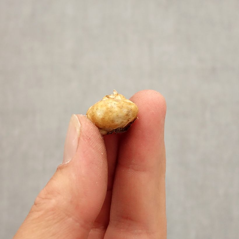 Exemplaar van Fritillaria elwesii - Kievitsbloem Bol kaliber 5+ zoals geleverd in de herfst