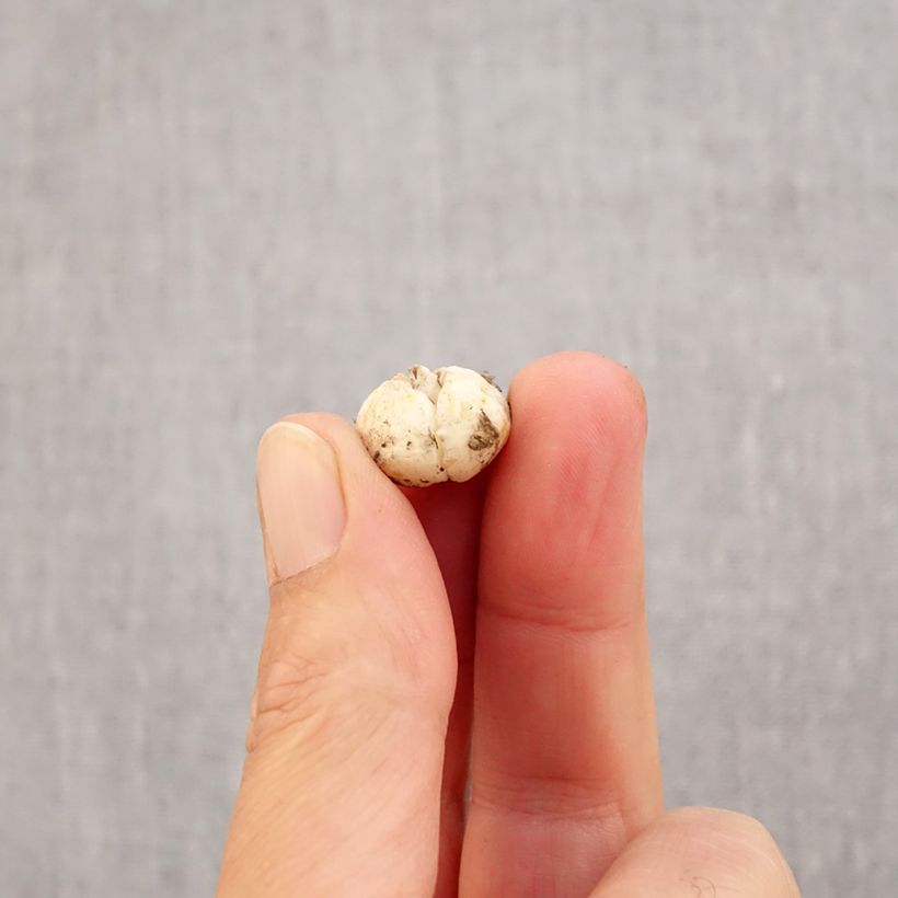 Exemplaar van Fritillaria olivieri - Kievitsbloem Bol kaliber I zoals geleverd in de herfst