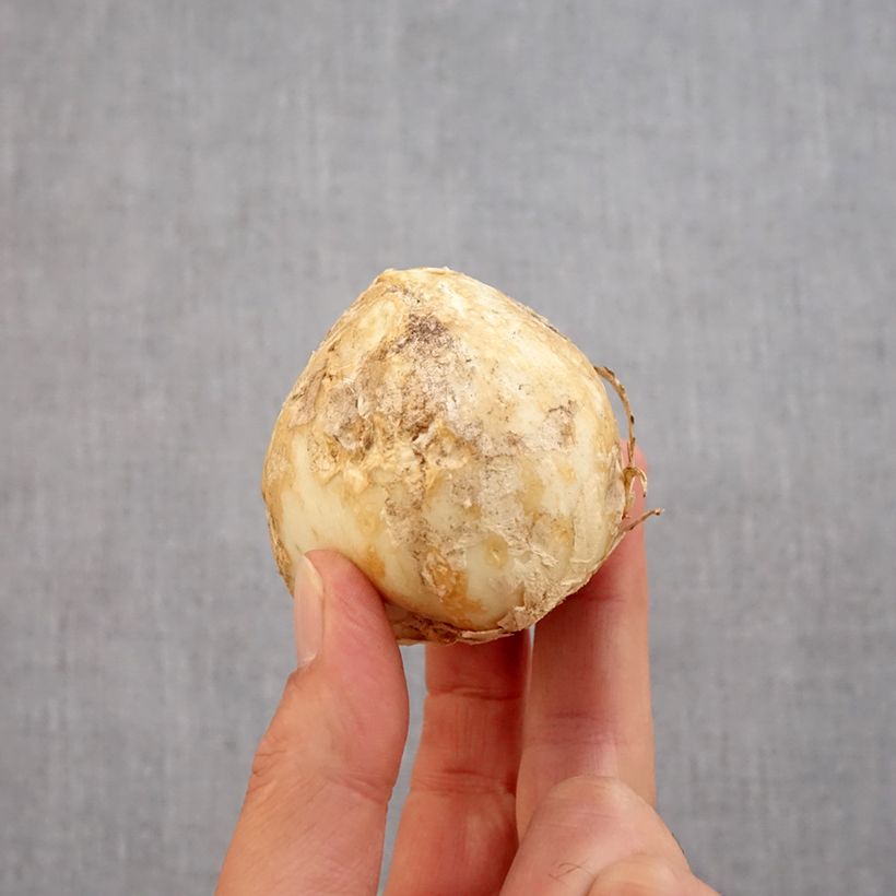 Exemplaar van Fritillaria persica Green Dreams - Perzische fritillaria Bol kaliber 20+ zoals geleverd in de herfst