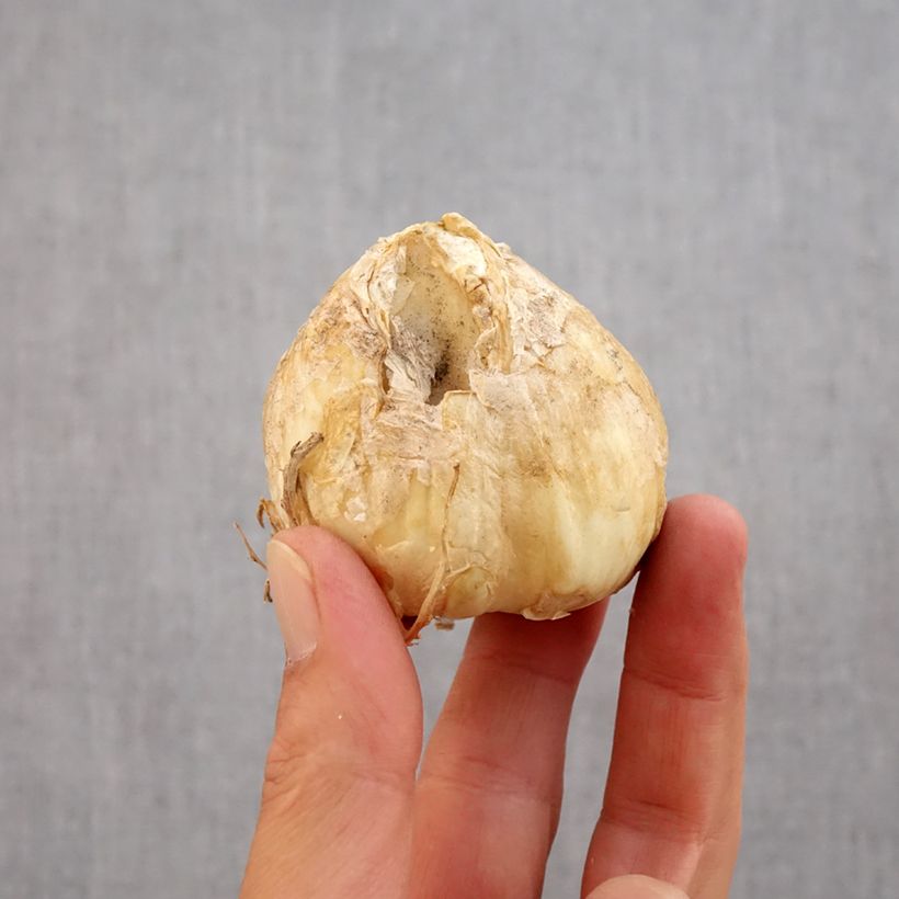 Exemplaar van Fritillaria persica Twintowers Tribute - Perzische fritillaria Bol kaliber 20+ zoals geleverd in de herfst