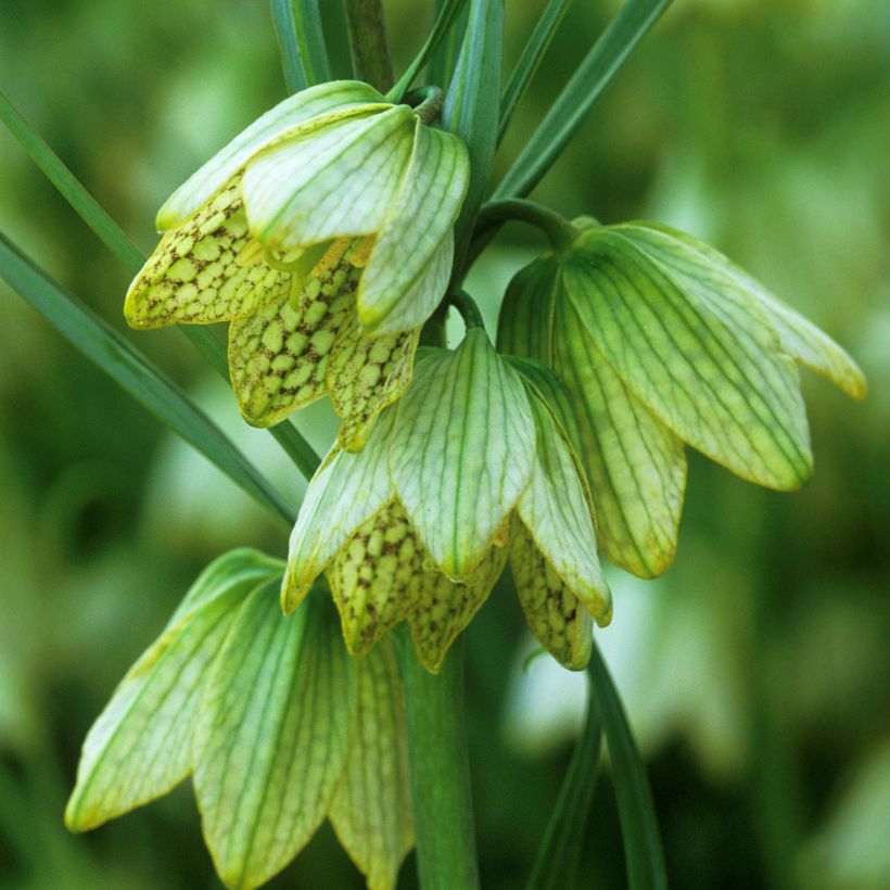 Fritillaria thunbergii - Kievitsbloem (Bloei)