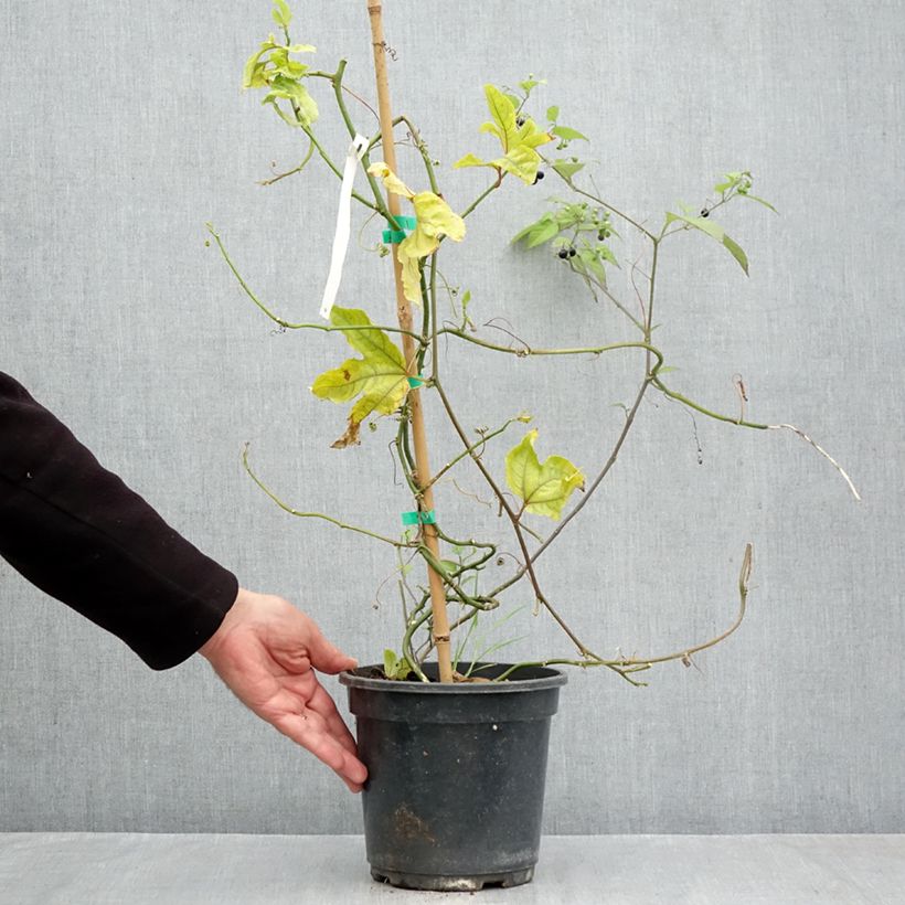 Exemplaar van Passievrucht - Passiflora edulis Pot van 3 l/4 l zoals geleverd in de herfst