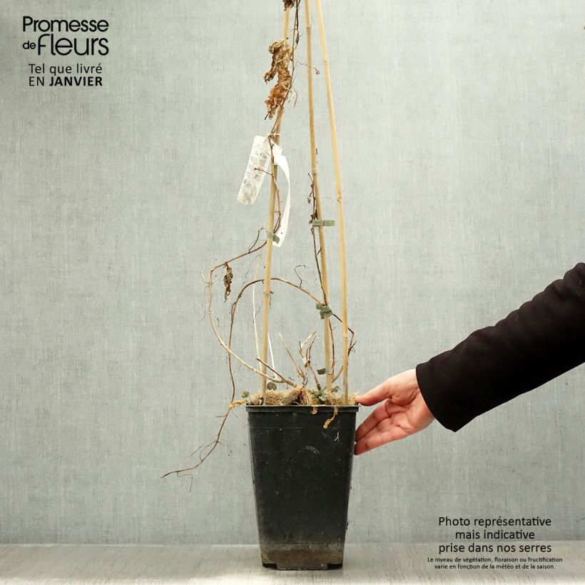 Exemplaar van Passievrucht - Passiflora edulis Pot van 3 l/4 l zoals geleverd in de winter