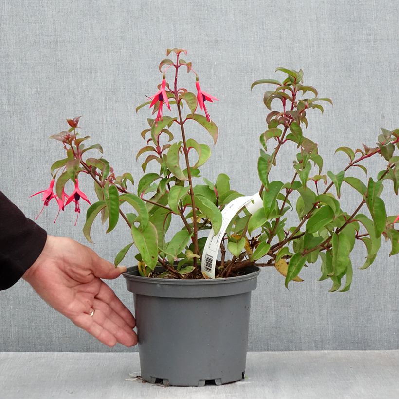 Exemplaar van Fuchsia alpestris Grimpant - Bellenplant Pot van 3 l/4 l zoals geleverd in de herfst