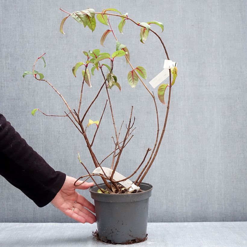 Example of Fuchsia alpestris Grimpant Pot van 3 l/4 l as you get in hiver