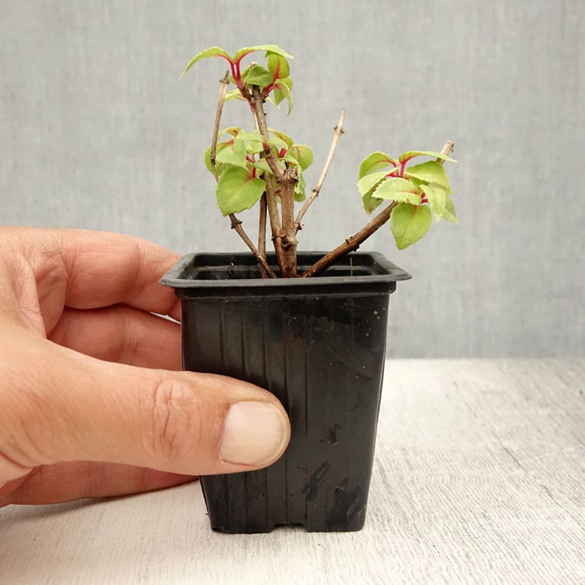 Exemplaar van Fuchsia Annabel - Bellenplant Kweekpotje van 8/9 cm zoals geleverd in de zomer