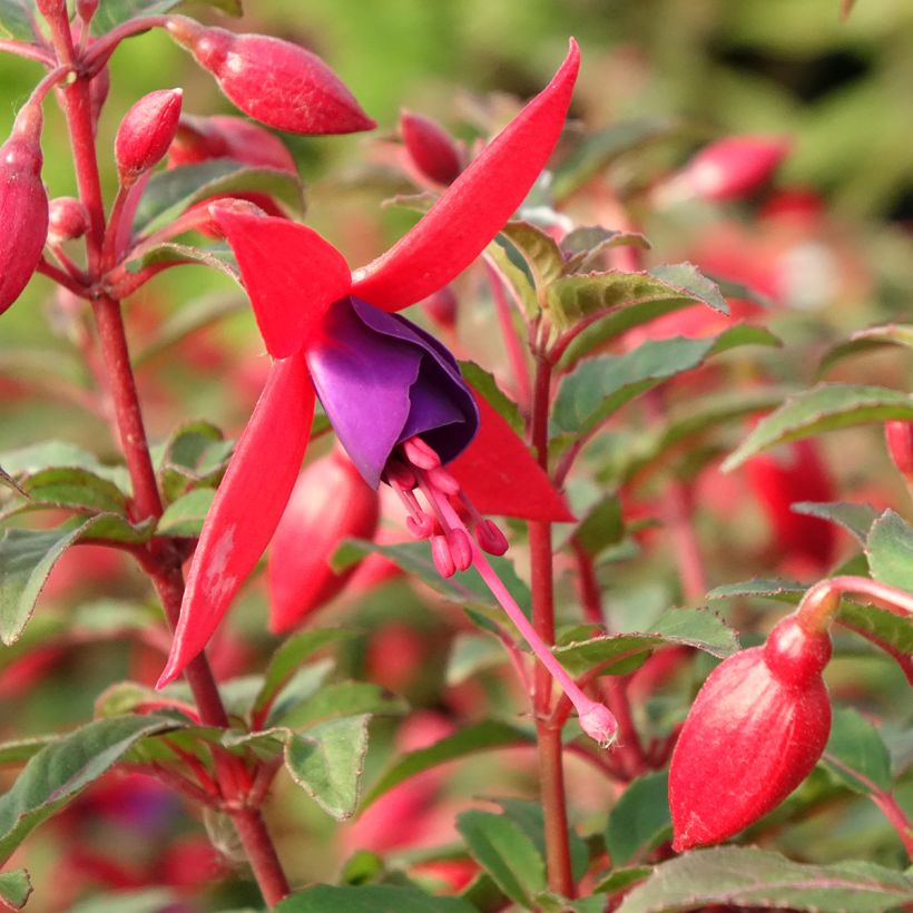 Fuchsia Bella Sacha - Bellenplant (Bloei)