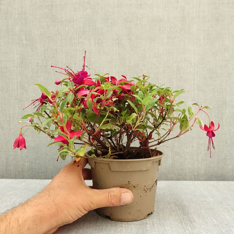 Exemplaar van Fuchsia Bella Soila Pot van 12 cm / 13 cm zoals geleverd in de zomer