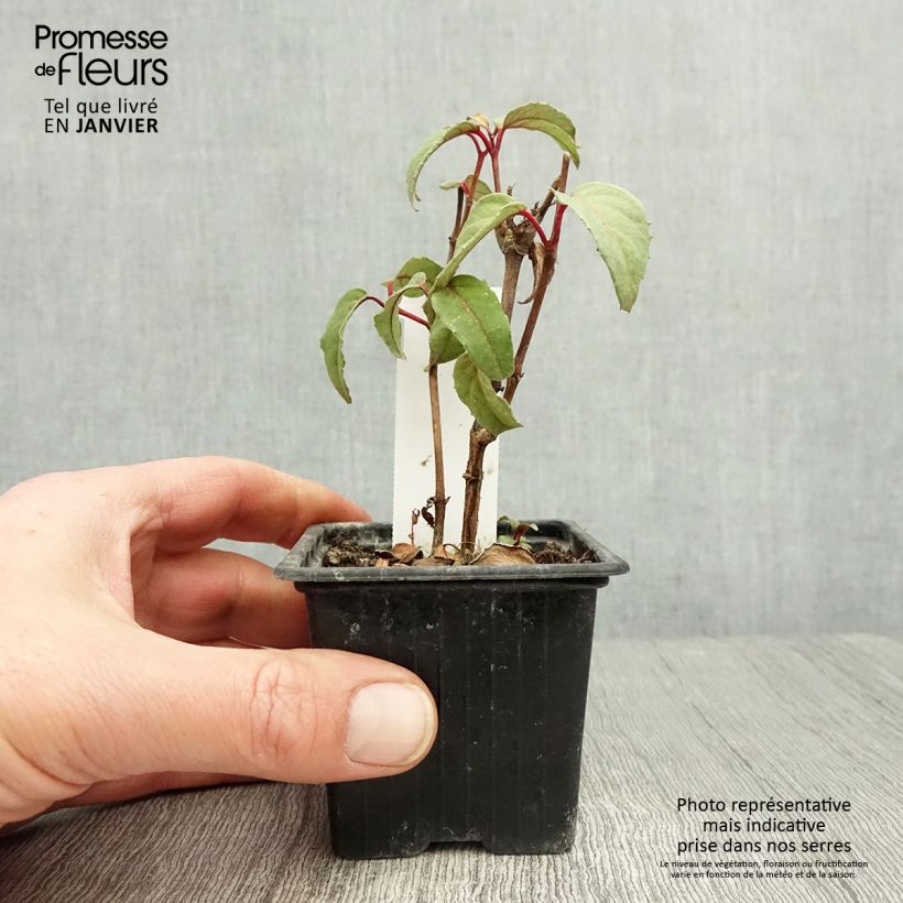 Example of Fuchsia Black Princess Kweekpotje van 8/9 cm as you get in hiver