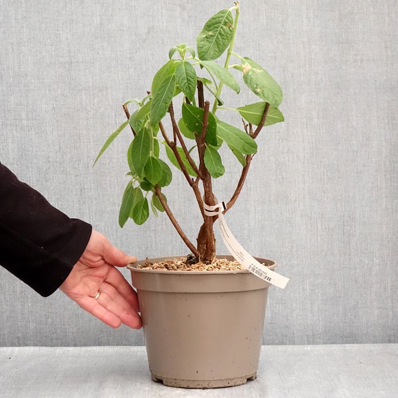 Example of Fuchsia boliviana Alba - Bellenplant Pot van 4 l/5 l as you get in hiver