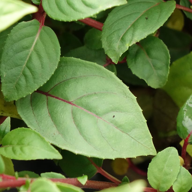 Fuchsia Paula Jane - Bellenplant (Blad)