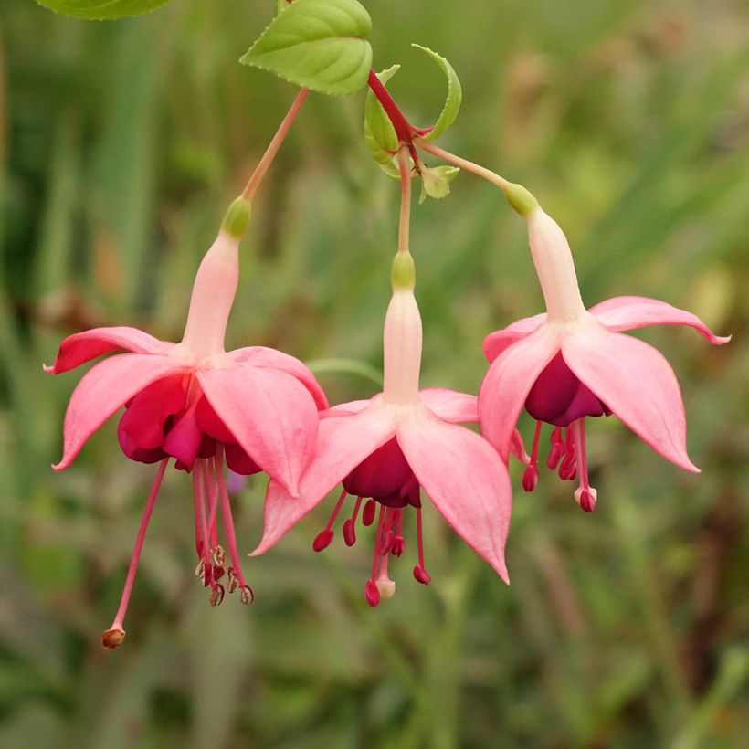 Fuchsia Paula Jane - Bellenplant (Bloei)