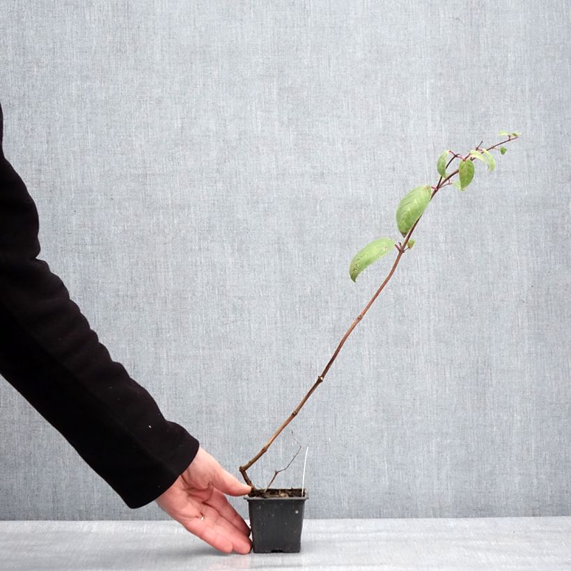 Example of Fuchsia Chantilly Kweekpotje van 8/9 cm as you get in hiver