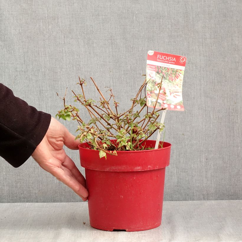 Exemplaar van Fuchsia Chilli Red - Bellenplant Pot van 3 l/4 l zoals geleverd in de herfst