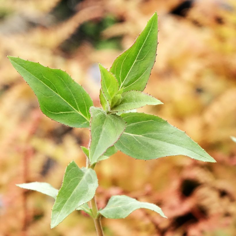 Epilobium canum Dublin - Californische fuchsia (Blad)