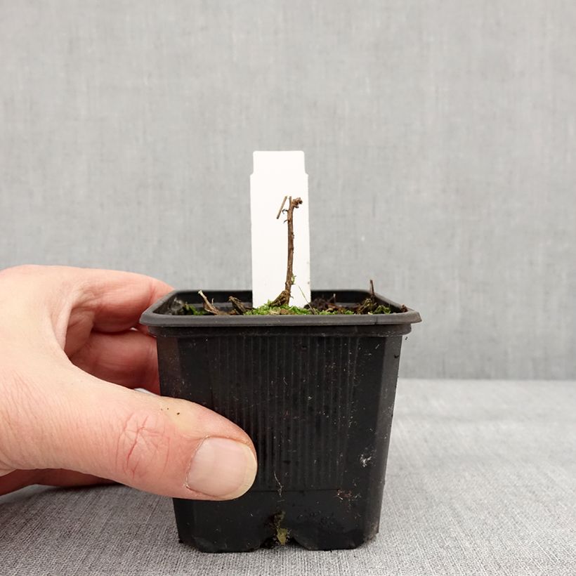 Example of Fuchsia de Californie Dublin  - Epilobium canum Kweekpotje van 8/9 cm as you get in hiver