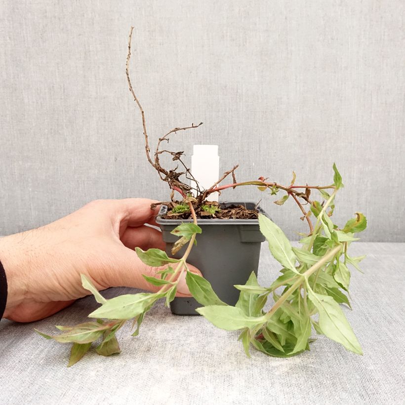 Exemplaar van Epilobium canum Dublin - Californische fuchsia Kweekpotje van 8/9 cm zoals geleverd in de lente